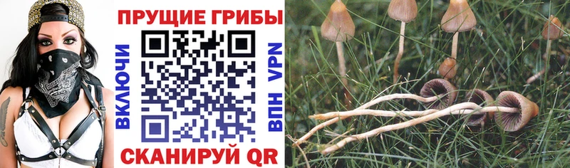 Галлюциногенные грибы ЛСД  Дзержинск 